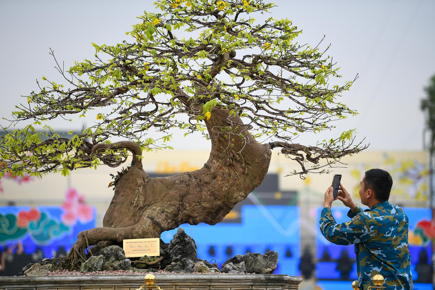 Mai vàng Yên Tử là giống mai đặc hữu của vùng núi Yên Tử, sinh trưởng chậm trong điều kiện khí hậu và thổ nhưỡng đặc trưng của Quảng Ninh. Cây càng lâu năm càng có giá trị. Theo người chơi mai, mỗi gốc mai đẹp phải mất nhiều năm chăm sóc, tạo dáng tự nhiên và giữ được sức sống ổn định.