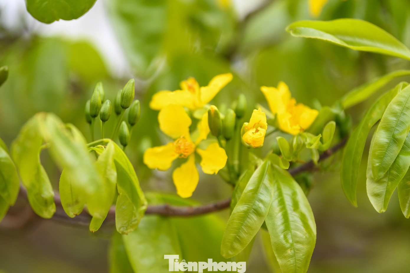 Chiêm ngưỡng hàng trăm gốc mai vàng Yên Tử giá trị tiền tỷ tại Quảng Ninh - 4