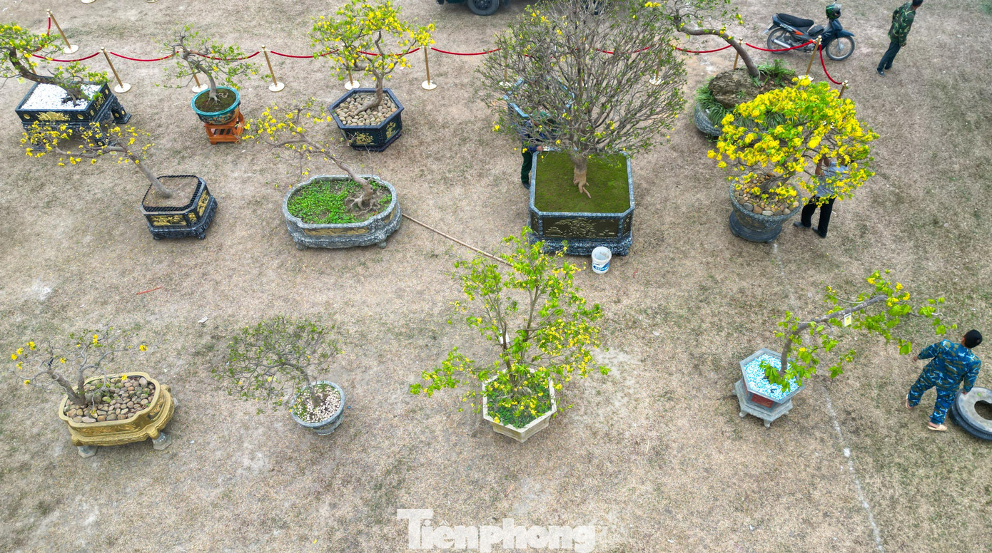 img src/upload/1-2026/images/2026-02-07/1770436334-tp-hoa-mai-vang-yen-tu-width1390height927.jpg width660 /