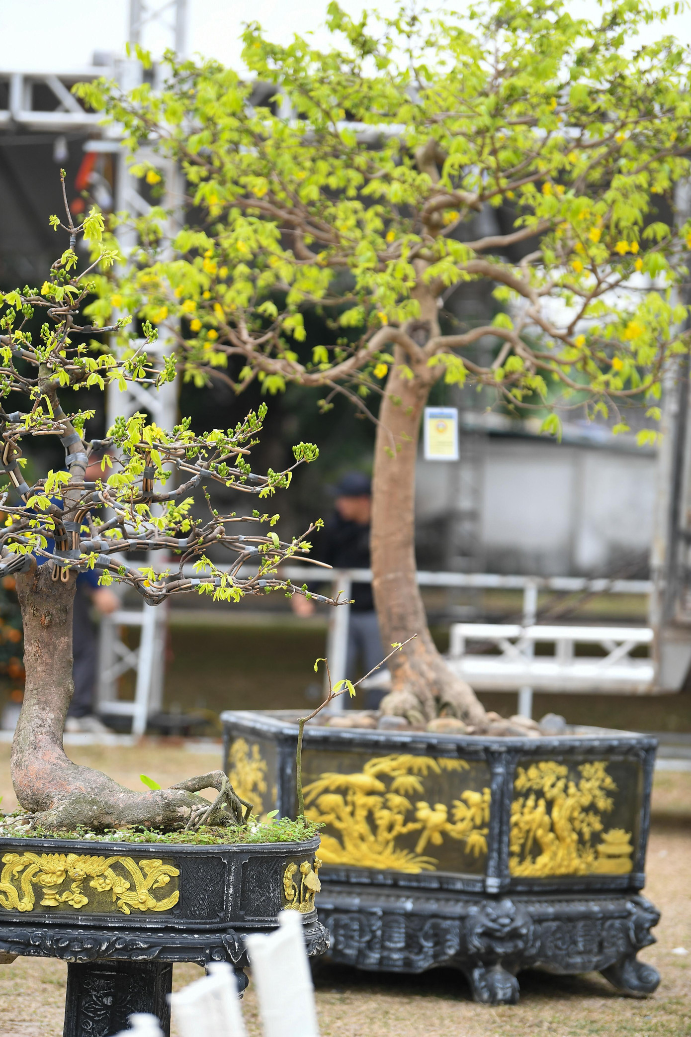 Chiêm ngưỡng hàng trăm gốc mai vàng Yên Tử giá trị tiền tỷ tại Quảng Ninh - 8