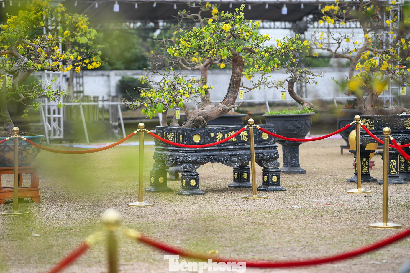 img src/upload/1-2026/images/2026-02-07/1770436335-00014mai-vang-yen-tu-width1390height2085.jpg width660 /