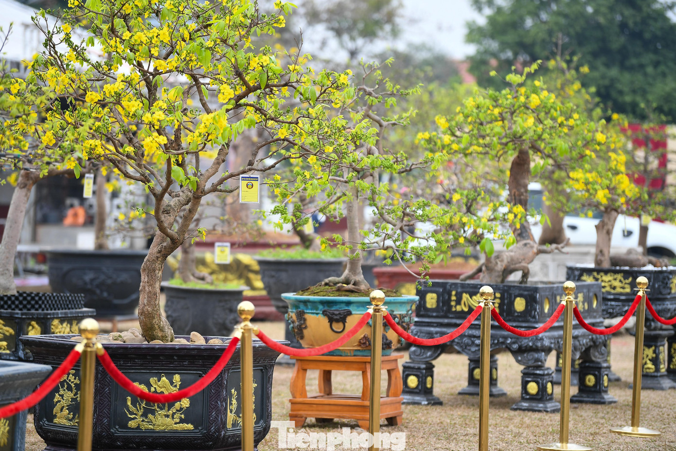 Ông Hoàng Đông Bắc, đại diện một nhà vườn mai vàng Yên Tử (Ngoạ Vân, Yên Tử), cho biết năm nay đơn vị mang tới chợ hoa khoảng 100 gốc mai vàng Yên Tử để tham gia trưng bày. Theo ông, điều kiện thời tiết thuận lợi giúp cây sinh trưởng ổn định, nụ khỏe, hoa nở đúng dịp. “Chất lượng mai năm nay tốt hơn những năm trước, hoa nở đều, sắc vàng đậm và bền”, ông Hoàng Đông Bắc nói.