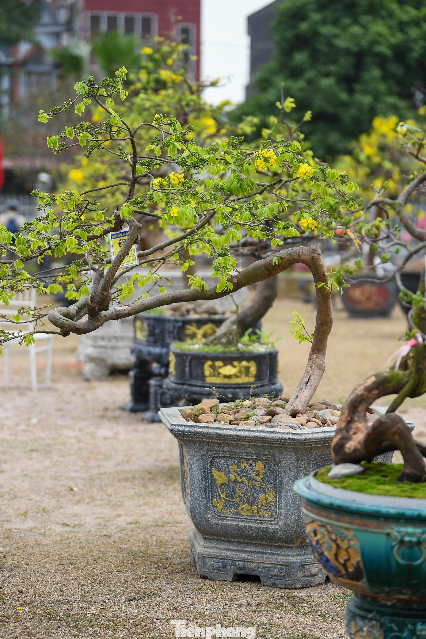 Theo ông Hoàng Đông Bắc, tổng giá trị ước tính của số mai trưng bày tại hội chợ năm nay hàng chục tỷ đồng, chưa kể một số gốc đặc tuyển có giá trị cao hơn. Một vài cây cổ thụ, dáng hiếm được đặt tại khu vực trung tâm sân khấu, thu hút sự quan tâm đặc biệt của giới sưu tầm.
