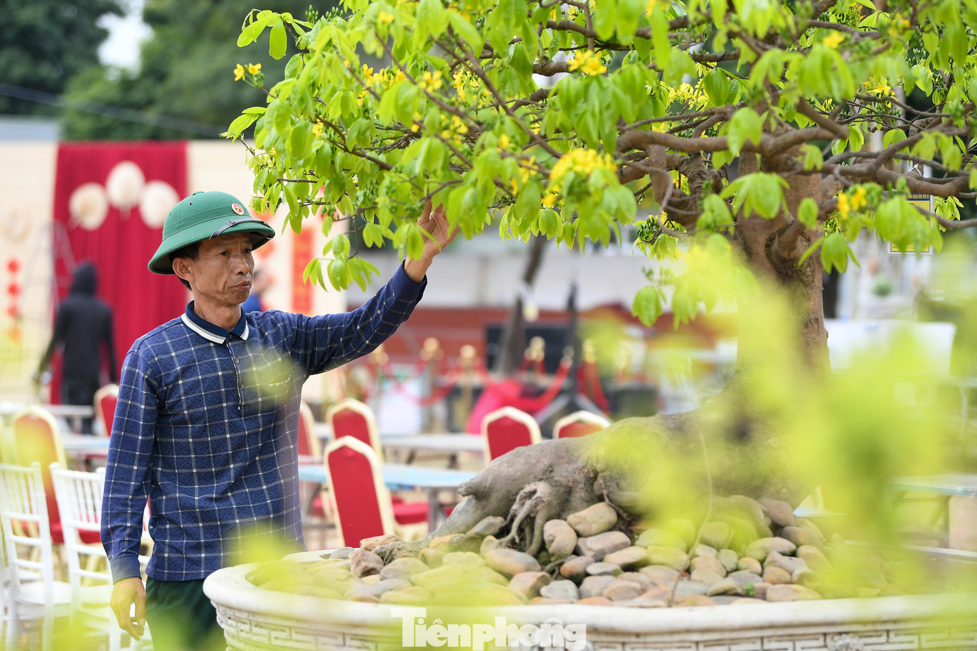 Chiêm ngưỡng hàng trăm gốc mai vàng Yên Tử giá trị tiền tỷ tại Quảng Ninh - 11