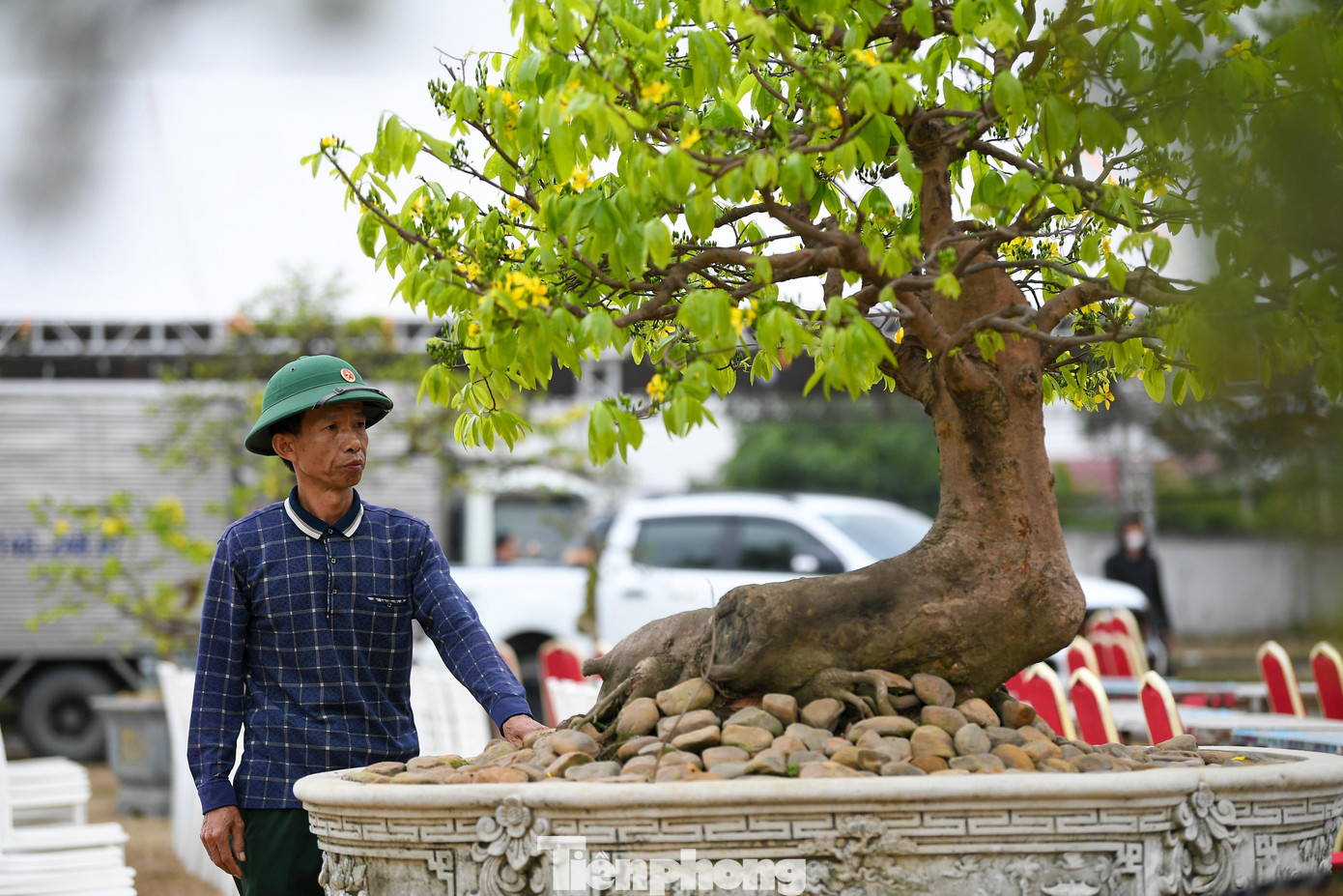 img src/upload/1-2026/images/2026-02-07/1770436335-tp-mai-vang-yen-tu00015-width1390height927.jpg width660 /