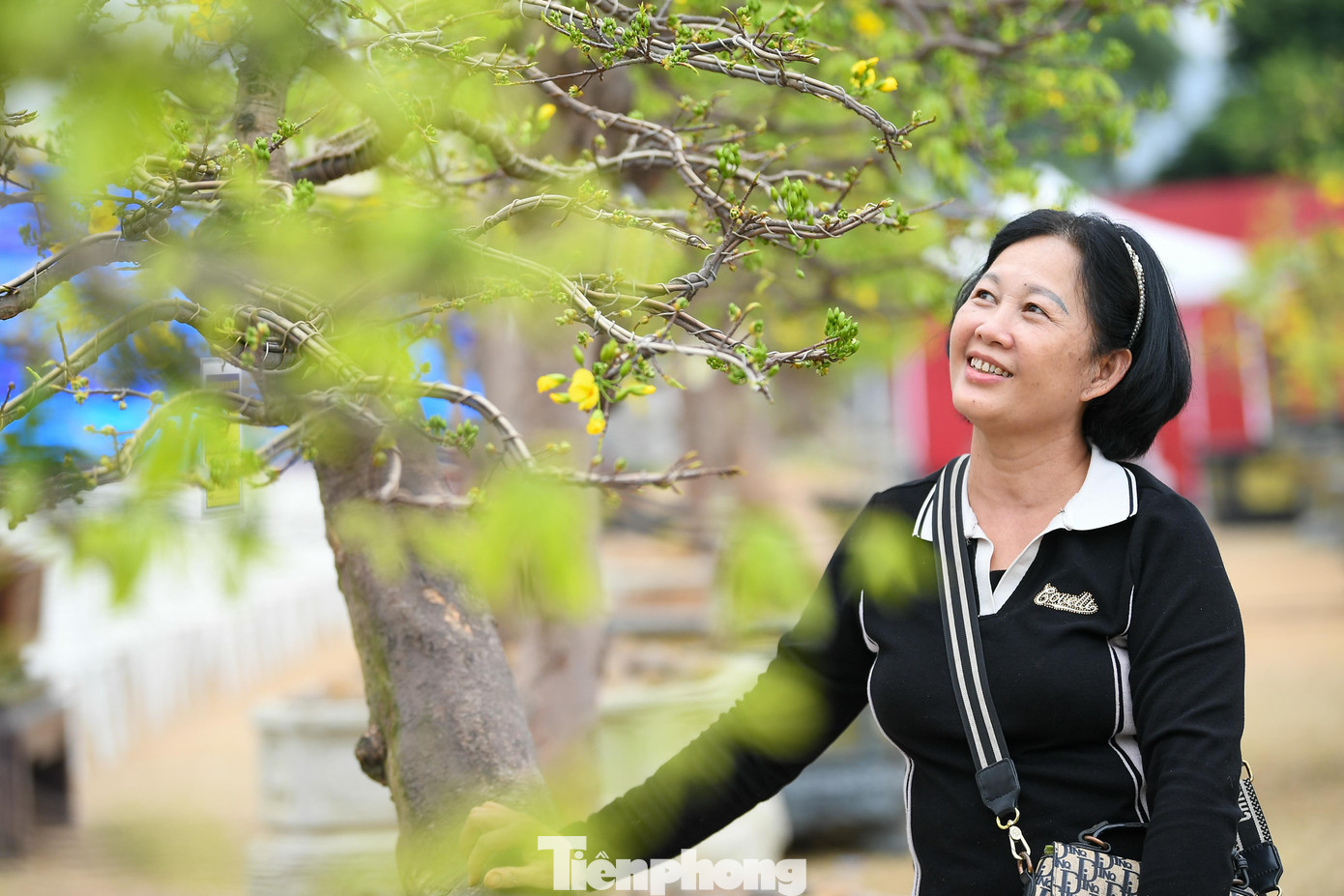 img src/upload/1-2026/images/2026-02-07/1770436336-tp-mai-vang-yen-tu00019-width1390height927.jpg width660 /