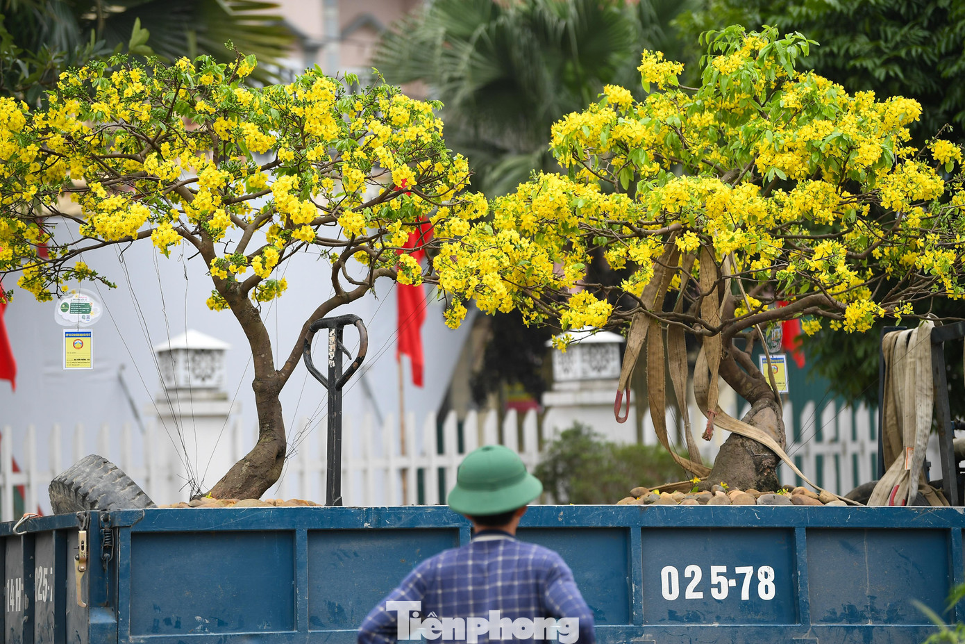 Việc hàng trăm gốc mai vàng Yên Tử có giá trị cao được trưng bày tại xã Bình Khê, thị xã Đông Triều cho thấy sức hút của dòng mai này trên thị trường cây cảnh cao cấp, đặc biệt trong dịp Tết Nguyên đán.