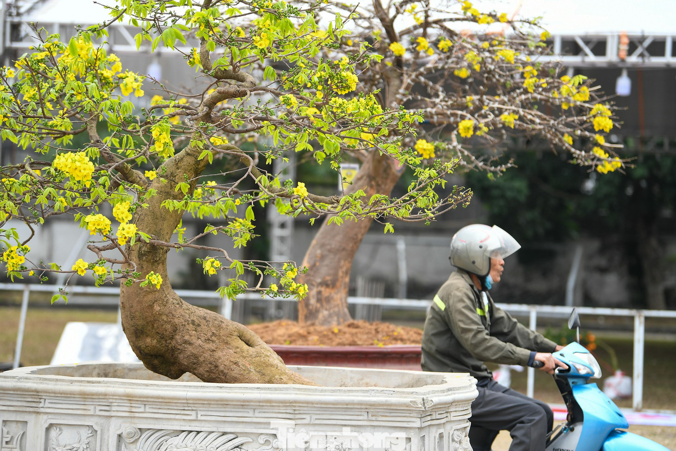 img src/upload/1-2026/images/2026-02-07/1770436336-tp-mai-vang-yen-tu00012-width1390height927.jpg width660 /