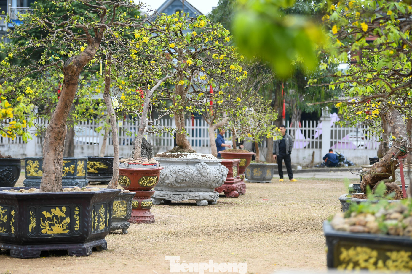 Chiêm ngưỡng hàng trăm gốc mai vàng Yên Tử giá trị tiền tỷ tại Quảng Ninh - 16