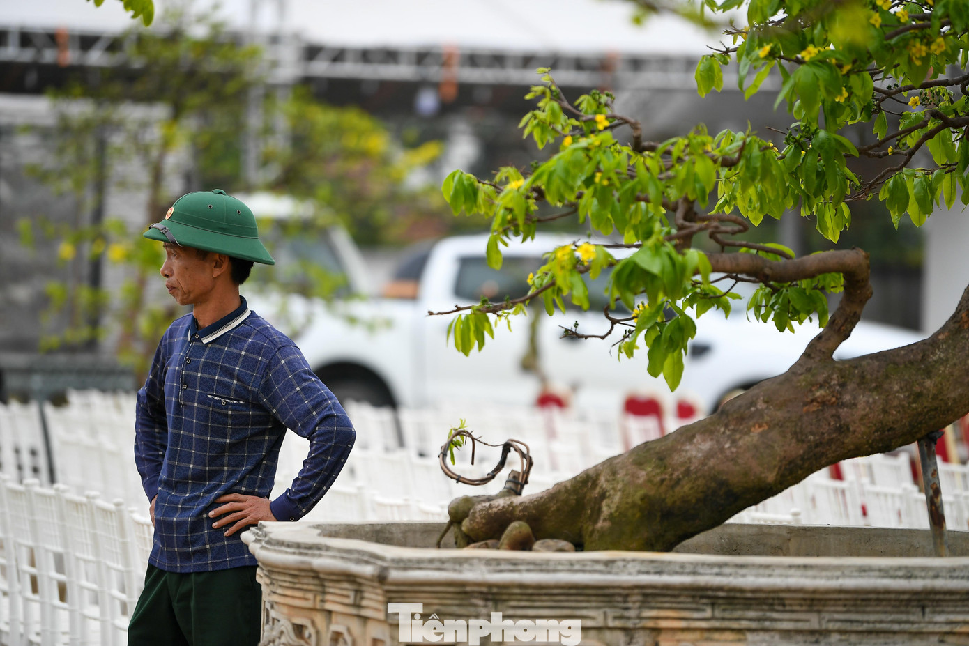 Theo ông Đỗ Đức Cảnh, là người trực tiếp tham gia trưng bày mai vàng Yên Tử, cho biết gia đình ông năm nay mang đến hội chợ 5 gốc, gồm 3 gốc mai cỡ lớn và 2 cây mini, nhằm góp phần tạo sự đa dạng về quy mô và hình thức trưng bày.