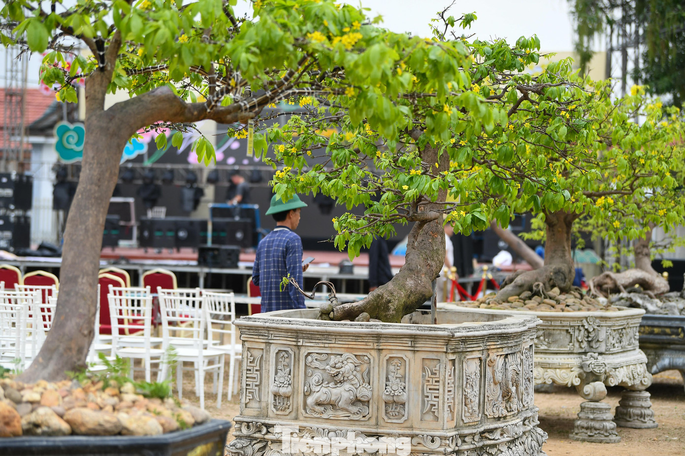 Tại chợ hoa, nhiều gốc mai được chào giá từ 300 đến 500 triệu đồng. Một số cây cổ thụ, dáng đẹp, hiếm, được định giá trên một tỷ đồng. Theo giới sành chơi, đây là mức giá phản ánh đúng công chăm sóc và giá trị tích lũy của cây qua thời gian.