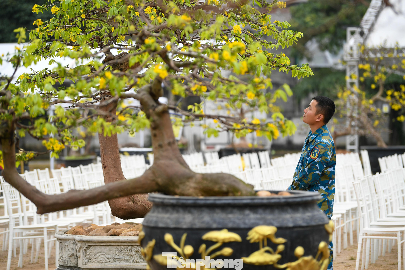 Chiêm ngưỡng hàng trăm gốc mai vàng Yên Tử giá trị tiền tỷ tại Quảng Ninh - 20