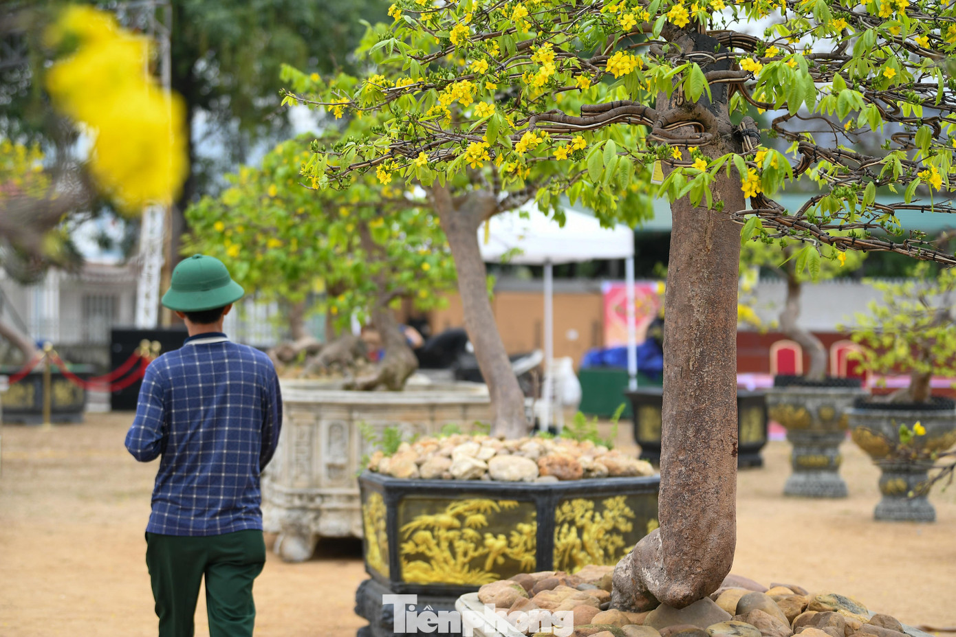 img src/upload/1-2026/images/2026-02-07/1770436336-tp-mai-vang-yen-tu00024-width1390height927.jpg width660 /