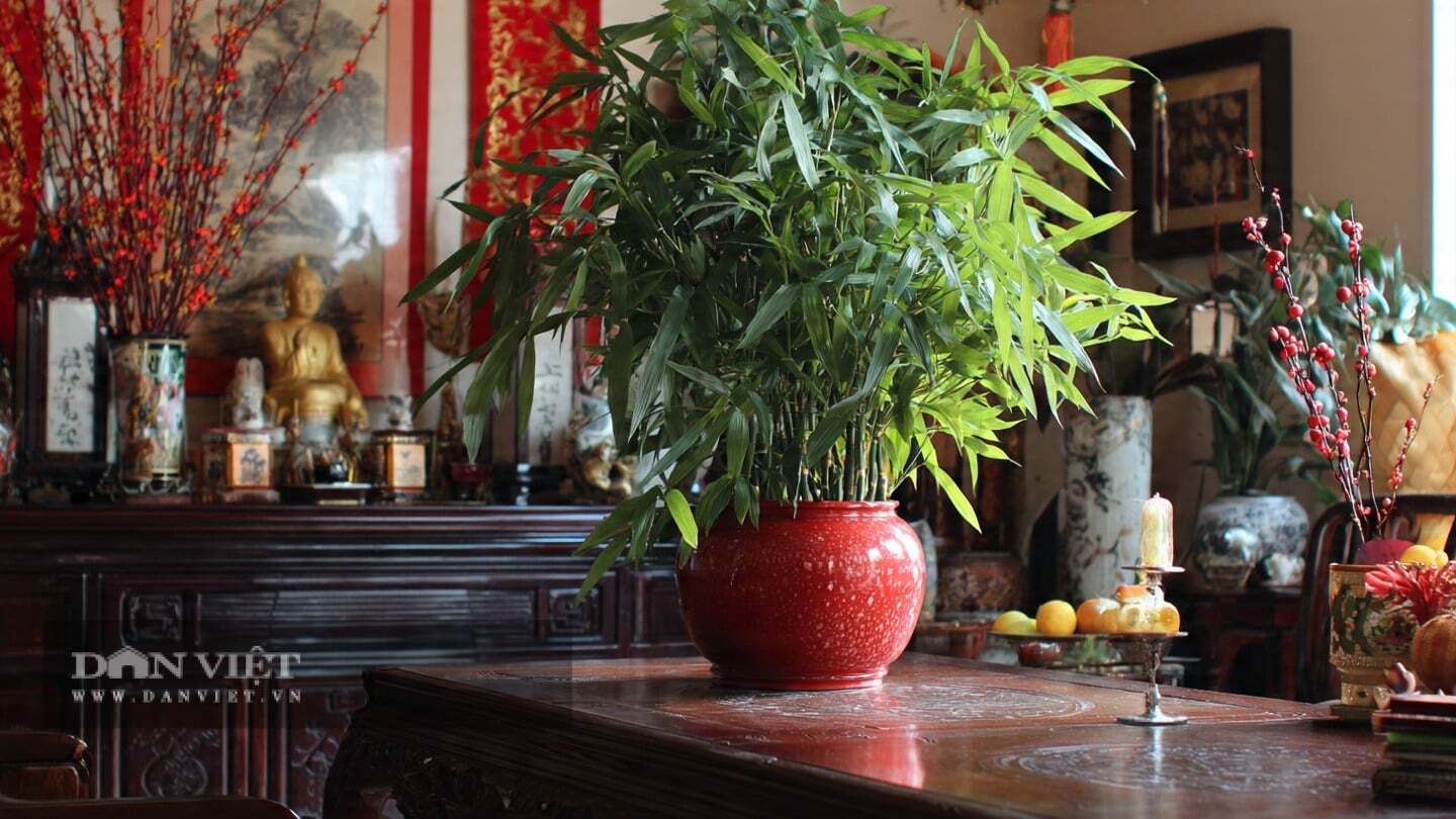 Cây cảnh tượng trưng cho sự thịnh vượng và tiến bộ không ngừng