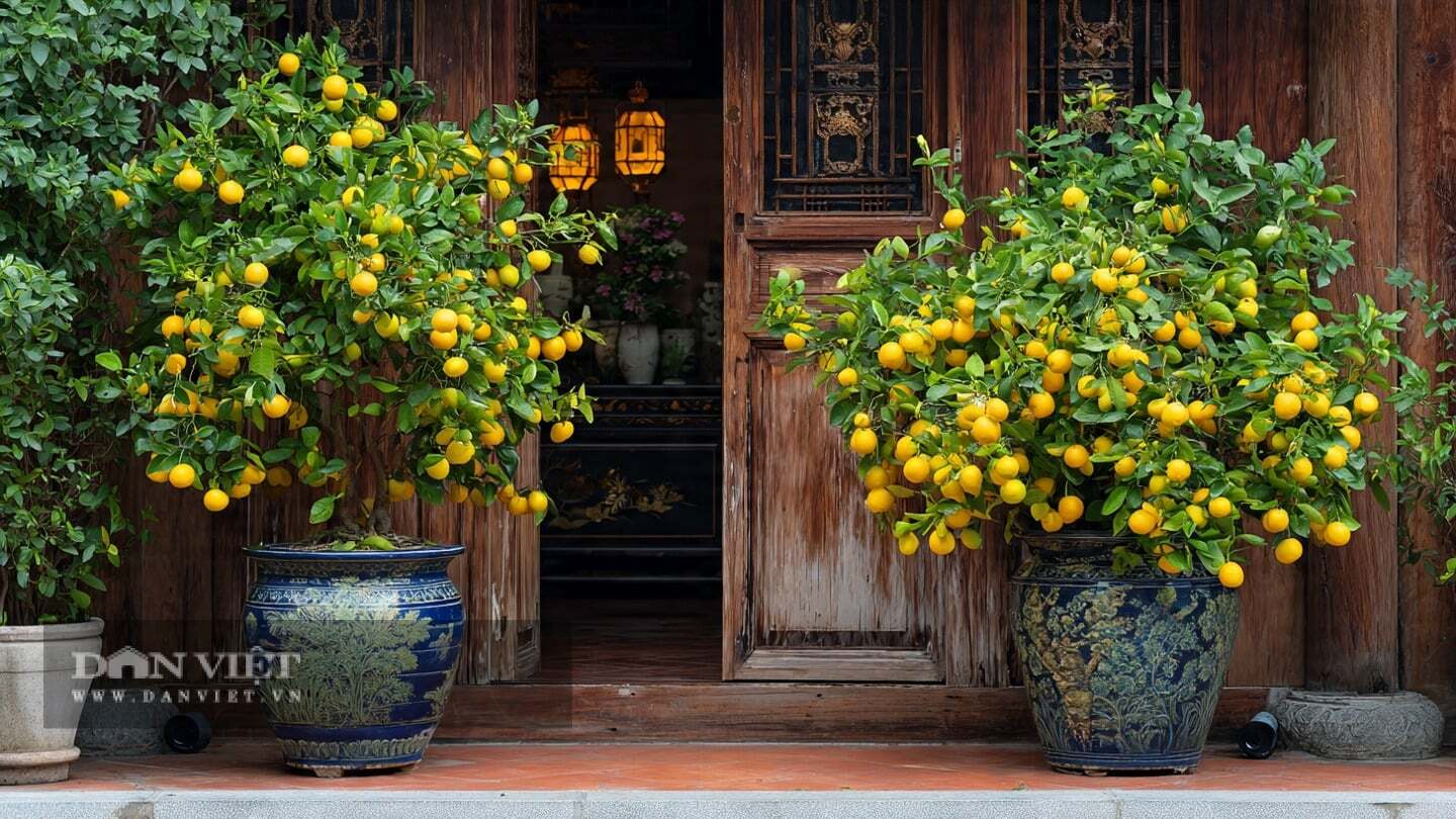 Cây cảnh có quả mọng, màu vàng óng, tượng trưng cho sự giàu có và thịnh vượng.