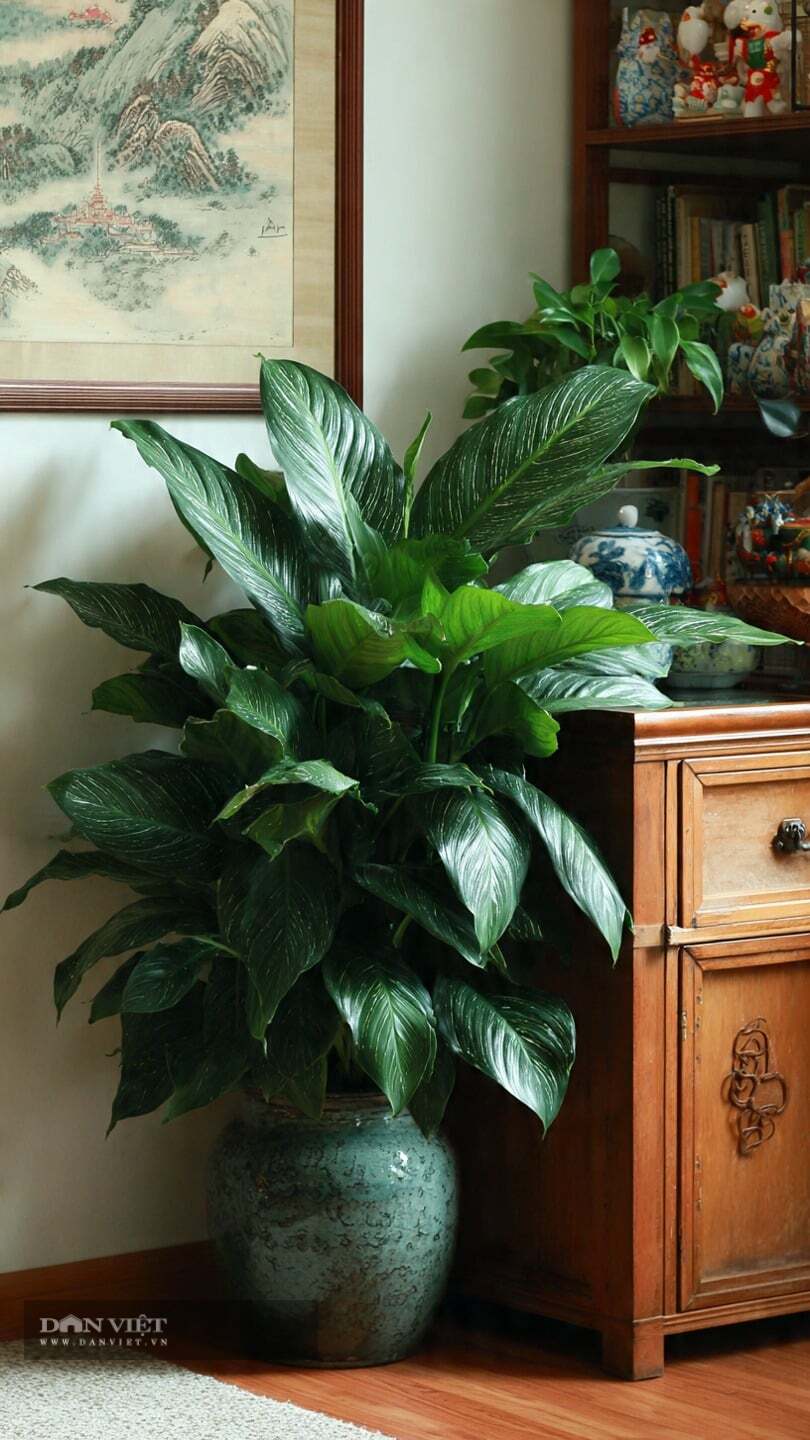 Cây cảnh này có vẻ ngoài giản dị