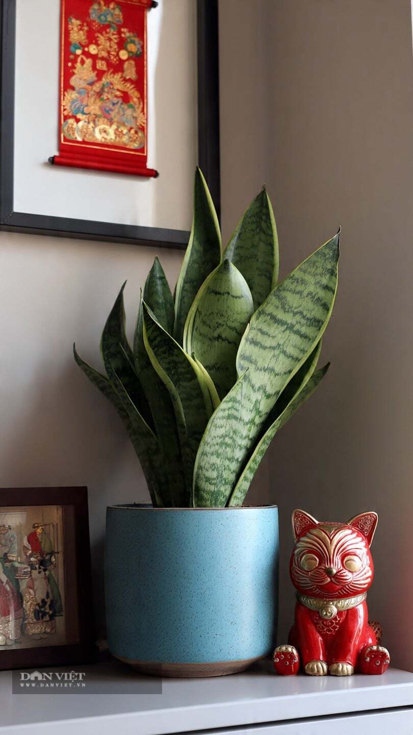 Cây cảnh chịu bóng râm