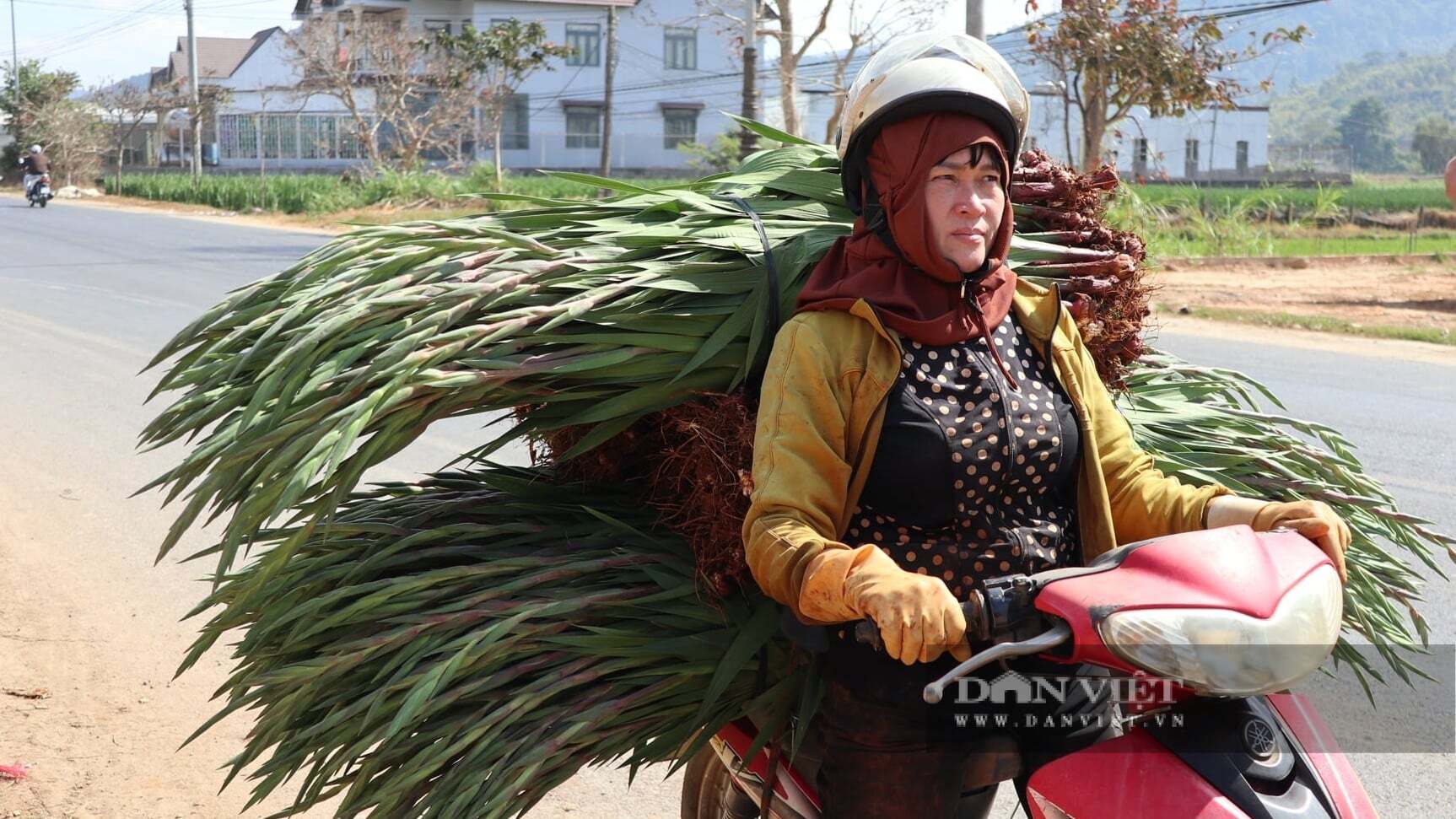 Một người dân chở những bó hoa lay ơn mới nhổ đi bán cho các cơ sở thu mua tại xã Hiệp Thạnh. Ảnh: Văn Long.