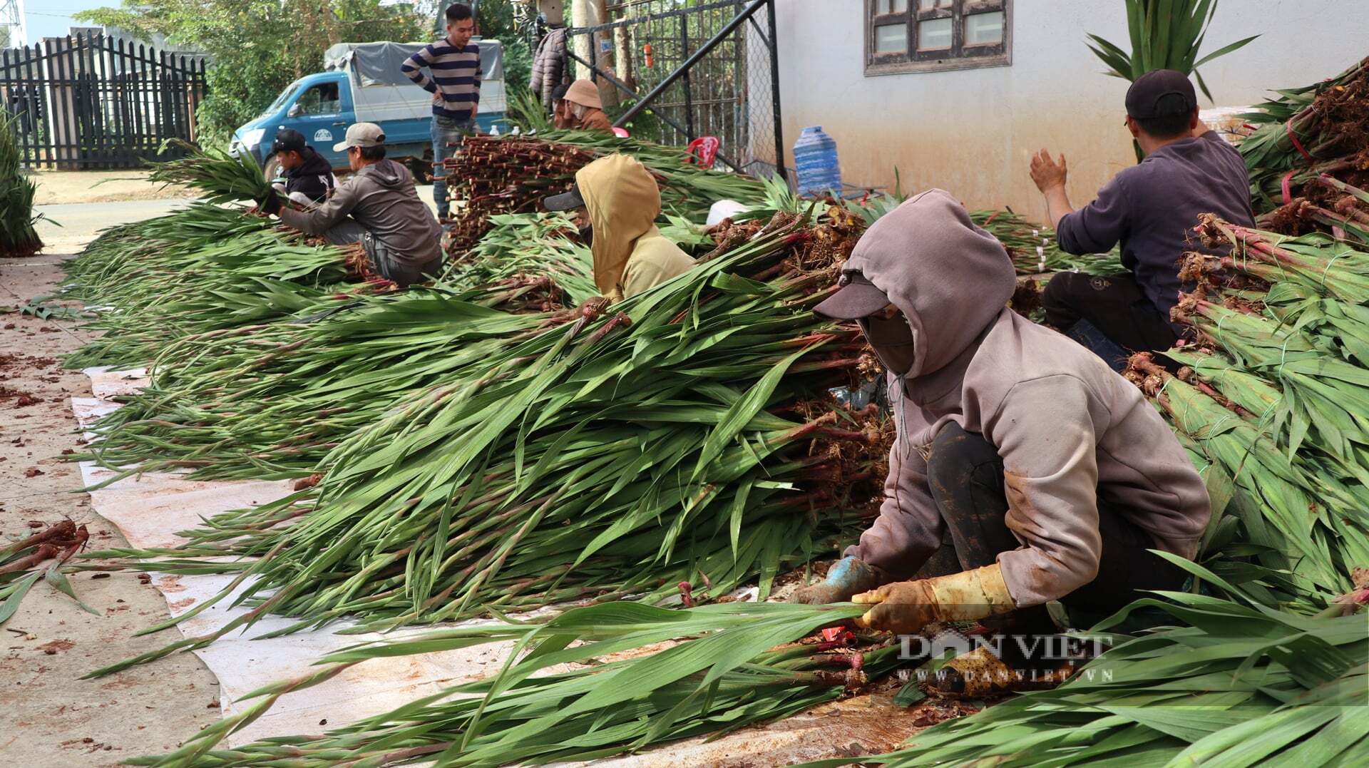 Các cơ sở thu mua tại xã Hiệp Thạnh phải thuê nhân công để phân loại, đóng gói hoa mỗi dịp cận Tết Nguyên đán. Ảnh: Văn Long.