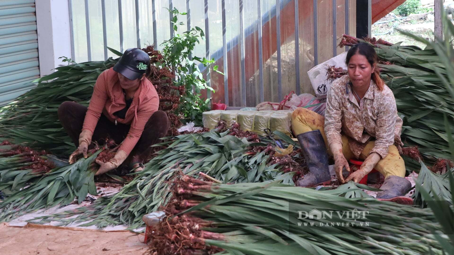 Công nhân đóng gói hoa lay ơn tại cơ sở thu mua của chị Huỳnh Thị Hồng Hiếu. Ảnh: Văn Long.