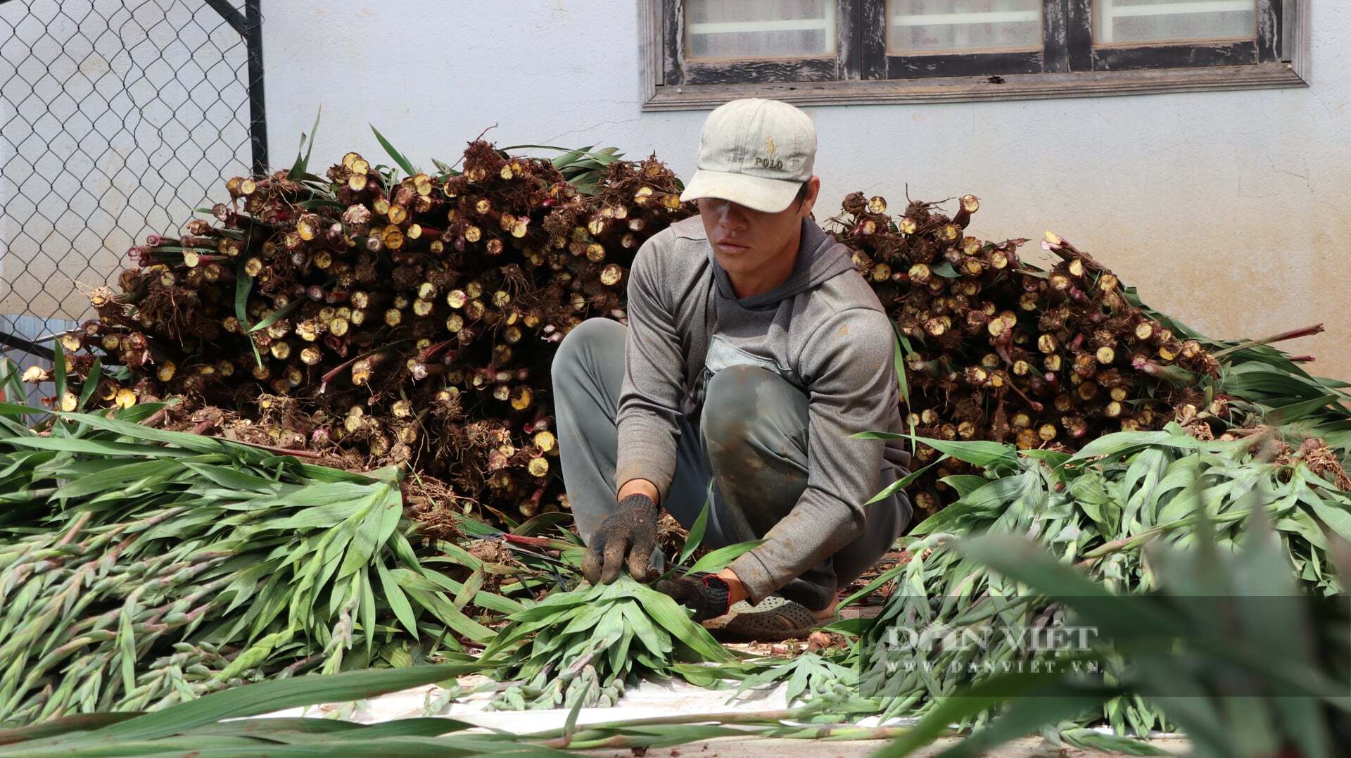 Hoa lay ơn từ Hiệp Thạnh được vận chuyển đi khắp cả nước từ những ngày 10 tháng Chạp. Ảnh: Văn Long.