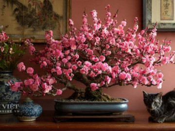 Nhà đẹp - 6 cây cảnh năm mới, tượng trưng cho phúc lộc dồi dào, phát tài, may mắn, Tết Bính Ngọ nhất định phải có