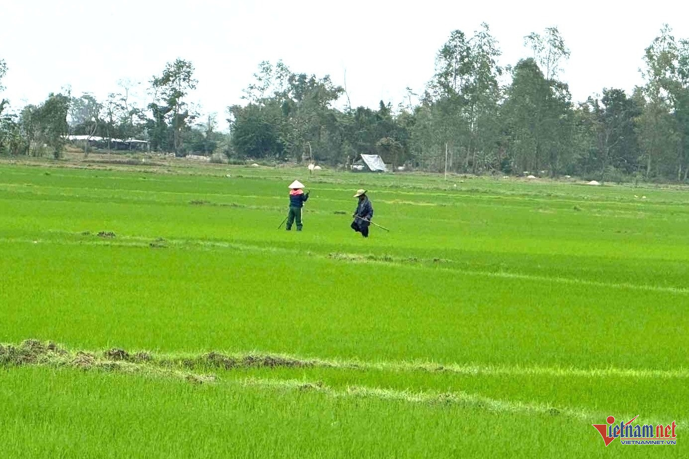 Người dân đang chăm sóc từng cây lúa với hi vọng vụ mùa bội thu. Ảnh: Hải Dương