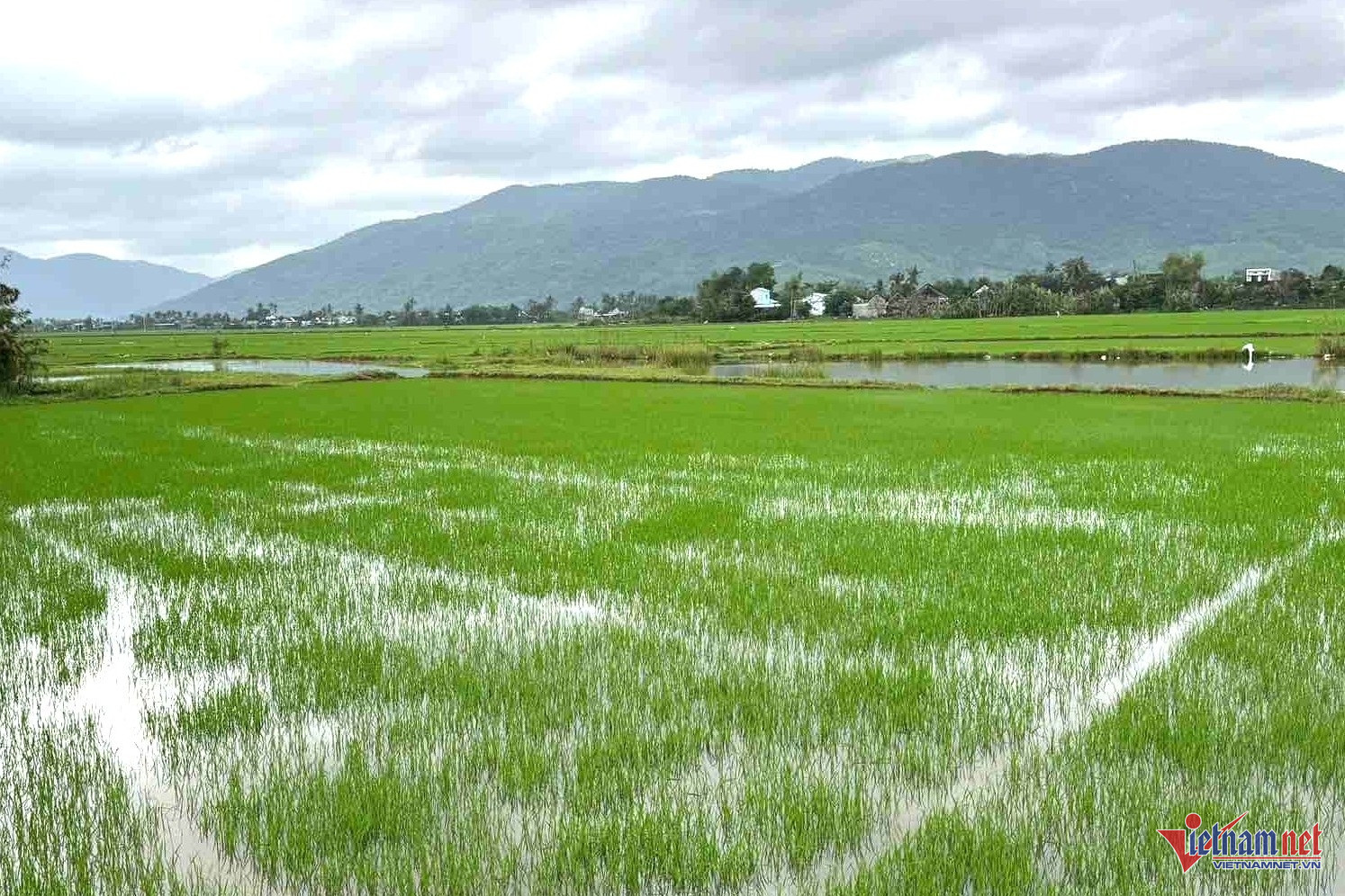 Những cánh đồng bạt ngàn màu xanh sau trận lũ lịch sử. Ảnh: Hải Dương