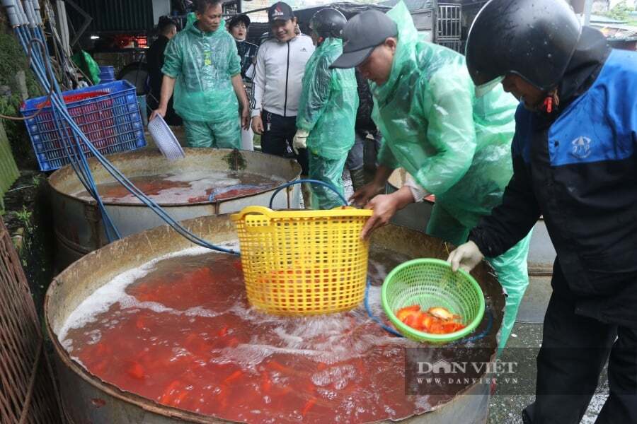 Chợ cá Yên Sở tấp nập người mua bán. Ảnh: Gia Khiêm