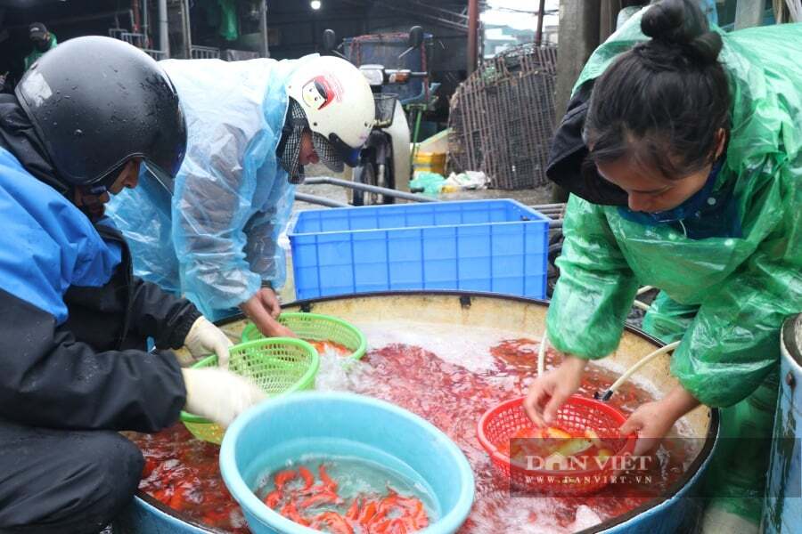 Giá cá chép đỏ năm nay giảm, song sức mua lại chậm hơn mọi năm. Ảnh: Gia Khiêm