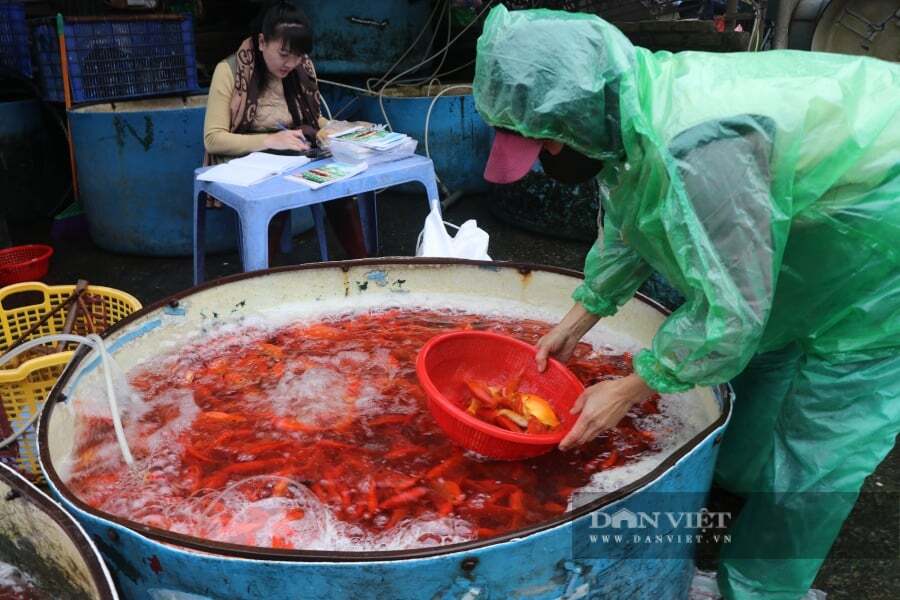 Tiểu thương lựa chọn cá chép. Ảnh: Gia Khiêm