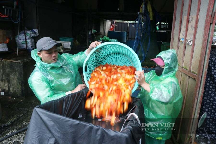 Giá bán buôn cá chép đỏ thấp nhất khoảng 90.000 đồng/kg, cao nhất khoảng 150.000 đồng/kg. Ảnh: Gia Khiêm