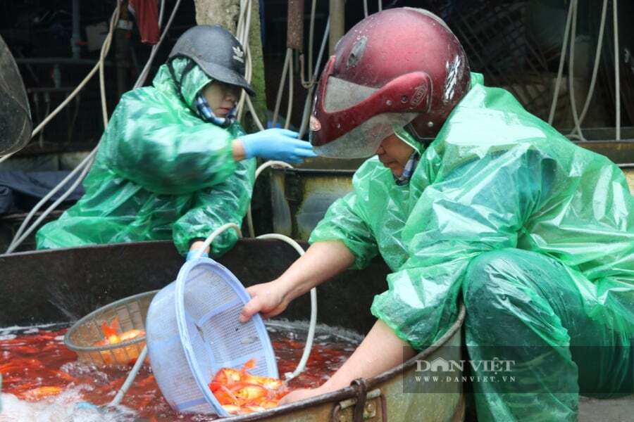 Anh Nguyễn Văn Phúc và vợ là chị Nguyễn Thị Lan đang chọn cá mang về Hưng Yên bán. Ảnh: Gia Khiêm