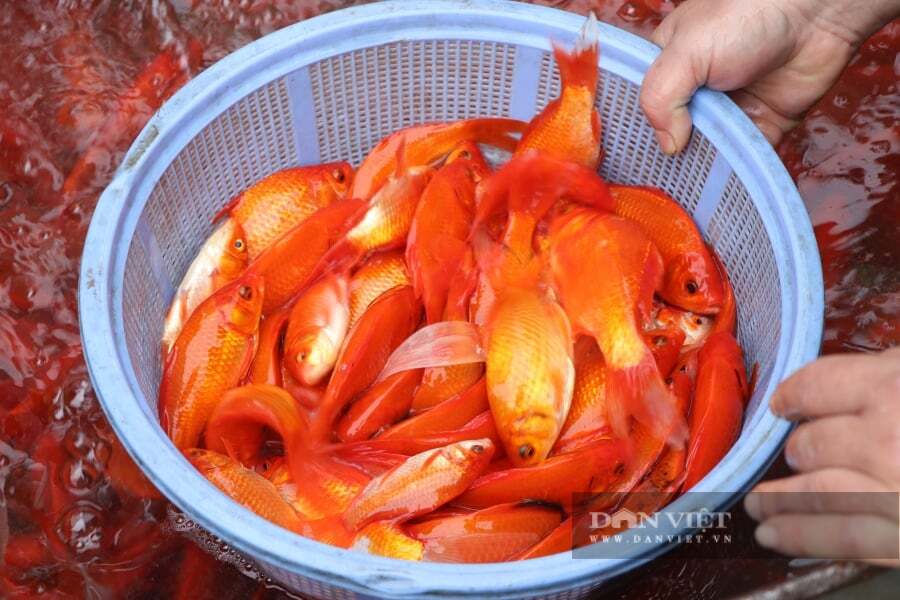 Anh Phúc chia sẻ cách chọn cá chép chuẩn. Ảnh: Gia Khiêm