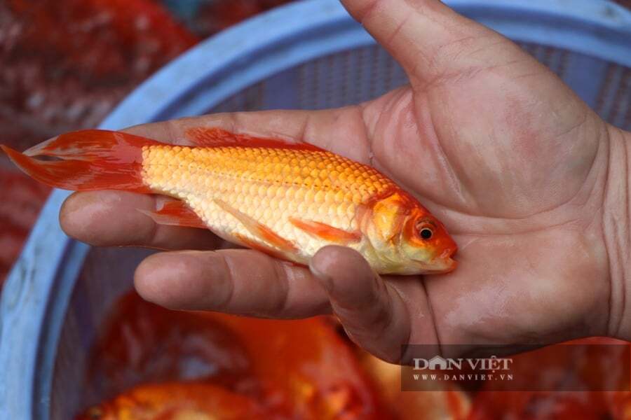 Thương lái chia sẻ, người dân nên chọn mua cá có thân hình nên cân đối, thẳng, không cong vẹo, đuôi và vây mở rộng tự nhiên. Ảnh: Gia Khiêm