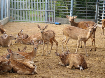 Tin tức - Cải tạo chuồng cũ nuôi hươu sao, nông dân miền Tây thu 300 triệu/năm