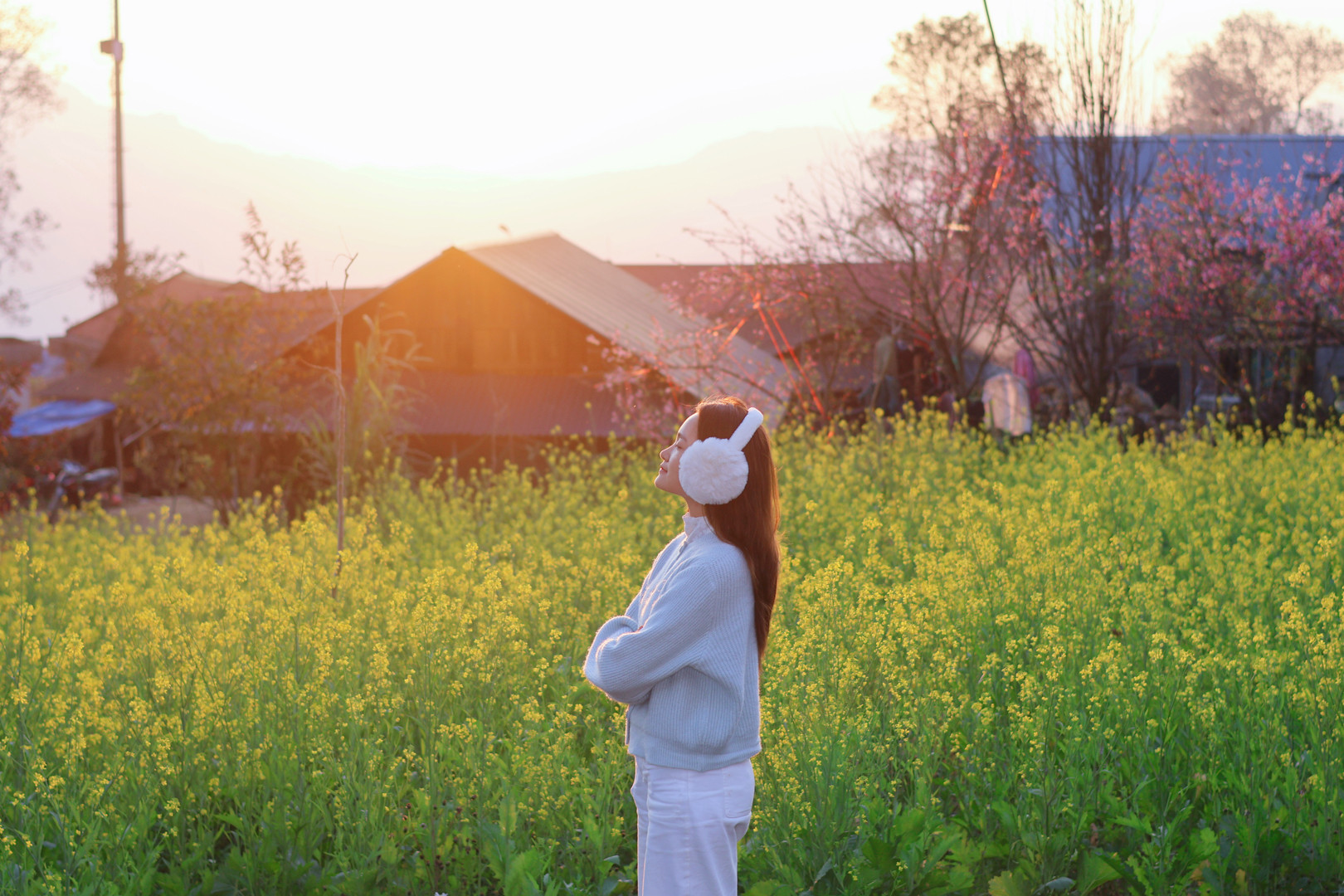 Cánh đồng hoa cải trong chiều hoàng hôn. Ảnh: Lê Thu Thảo