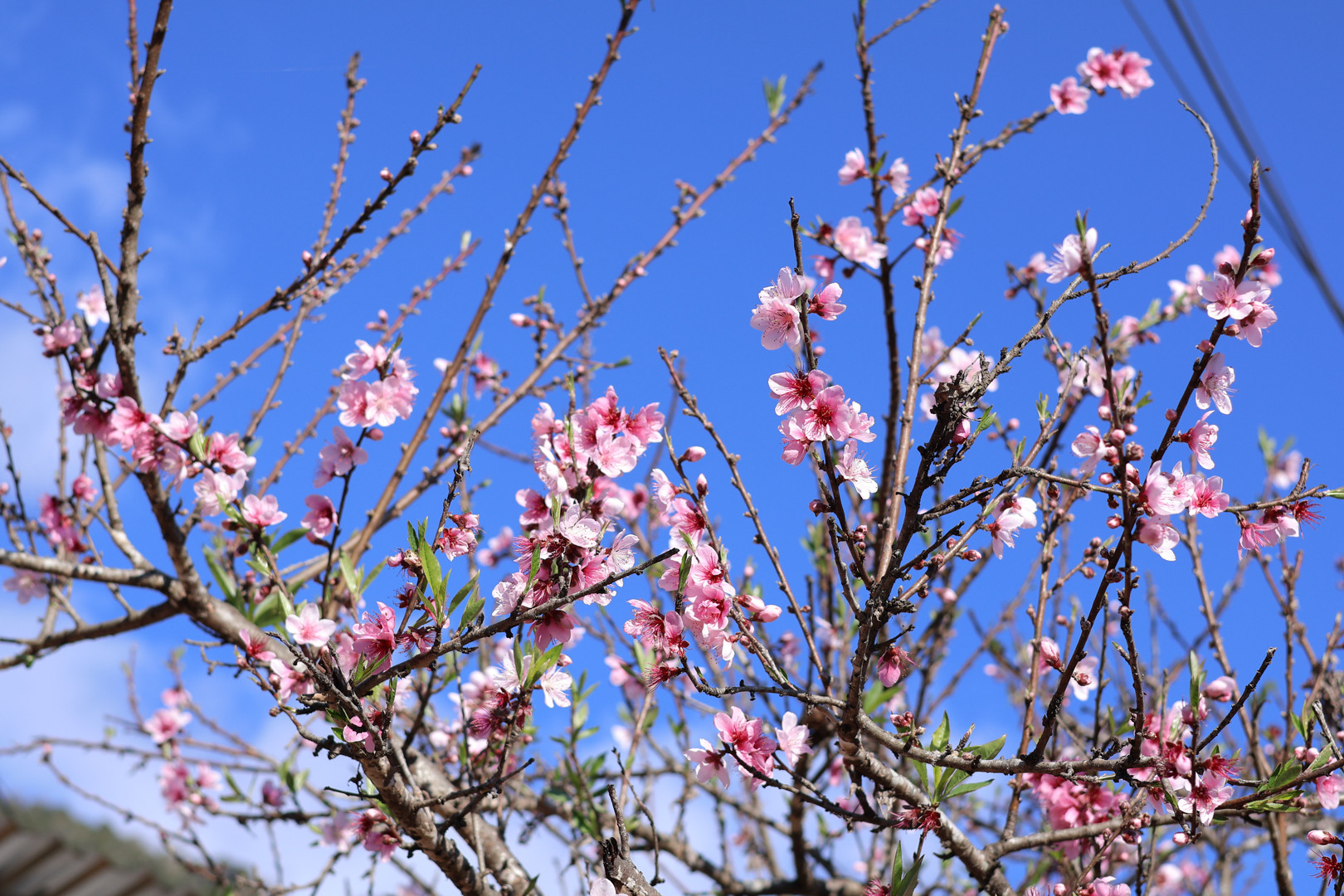Hoa đào nở rộ ở bản những ngày cận tết Nguyên đán. Ảnh: Lê Thu Thảo