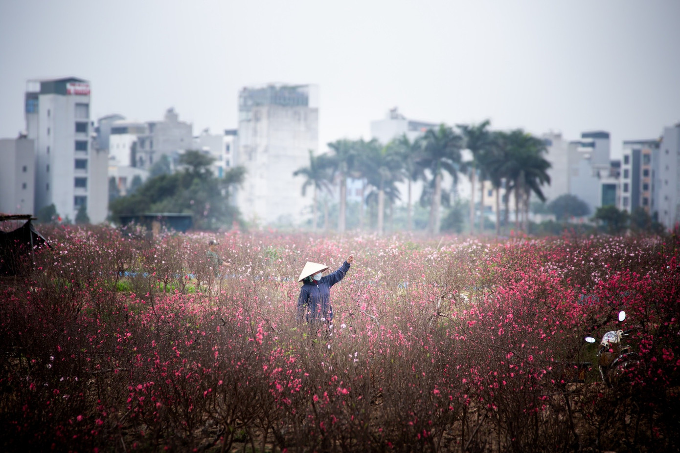 Những ngày cận Tết Nguyên đán, thị trường hoa Tết bắt đầu nhộn nhịp. Tại nhiều chợ hoa và nhà vườn chuyên trồng, kinh doanh hoa cây cảnh, các mặt hàng hoa Tết truyền thống như hoa đào, hoa mận, … được người dân ưu tiên lựa chọn.
