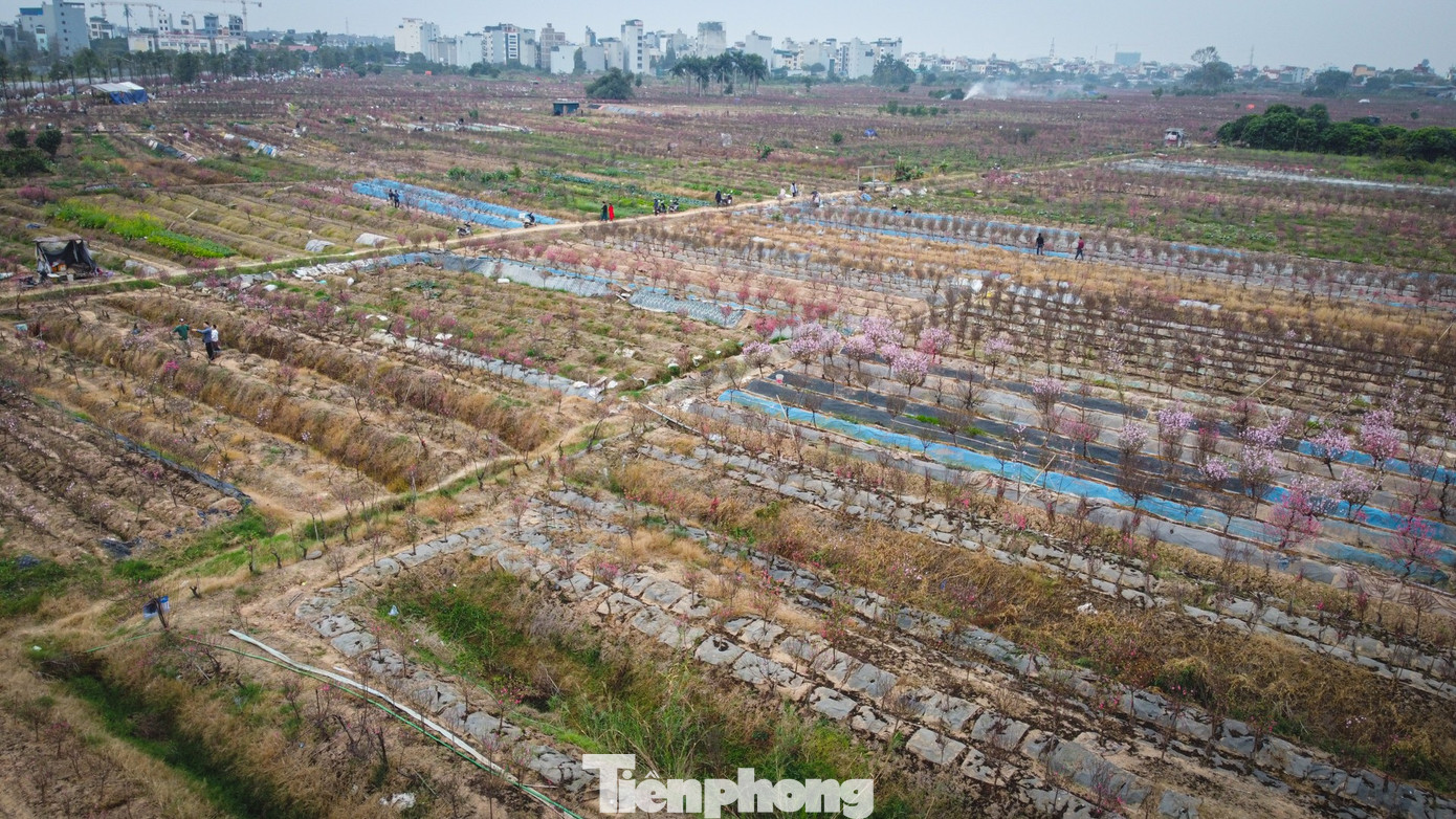 Trong khi đó, các khu vực bày bán đào rừng, nhà vườn trồng đào, quất cảnh dáng khủng có giá từ vài triệu đến hàng chục triệu đồng, lượng khách ghé thăm và chốt đơn có phần thưa thớt.