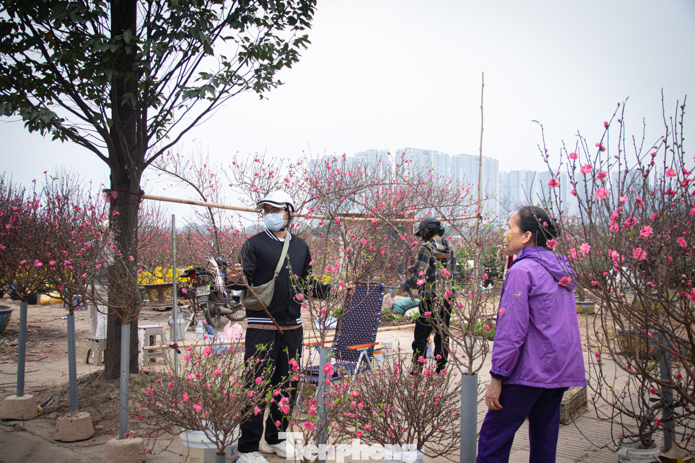 Mặc dù là cao điểm mua bán hoa Tết nhưng trên nhiều tuyến phố Hà Nội đã xuất hiện một số tiểu thương xả hàng hoa nở sớm.