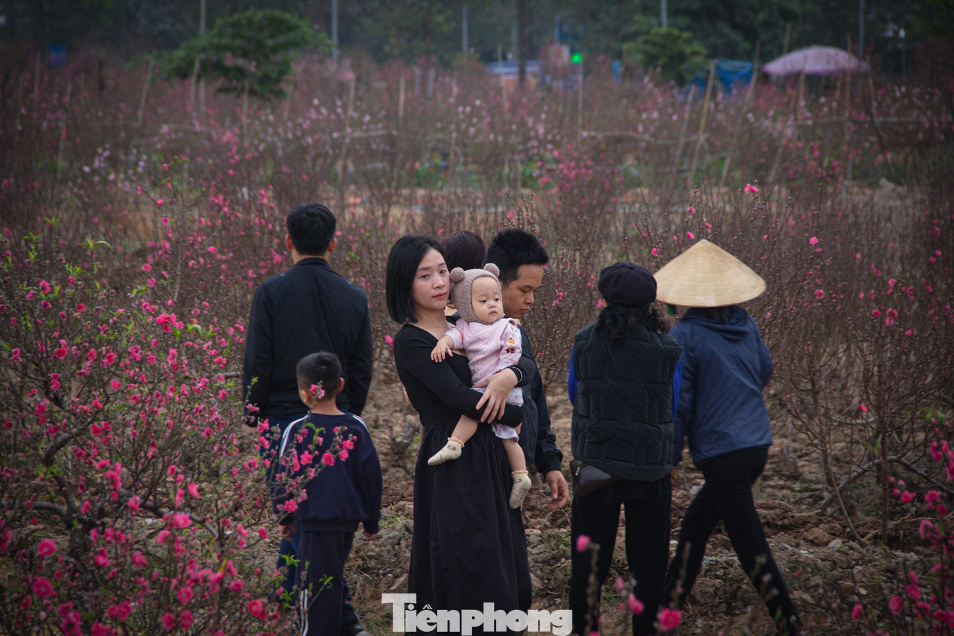 Những ngày này, các vườn đào tại làng đào La Cả (Dương Nội) nở bung hoa sắc thắm. Tranh thủ ngày có thời tiết đẹp, nhiều người dân đã tới các vườn đào để tự tay chọn cành đào ưng ý mang về chơi Tết.