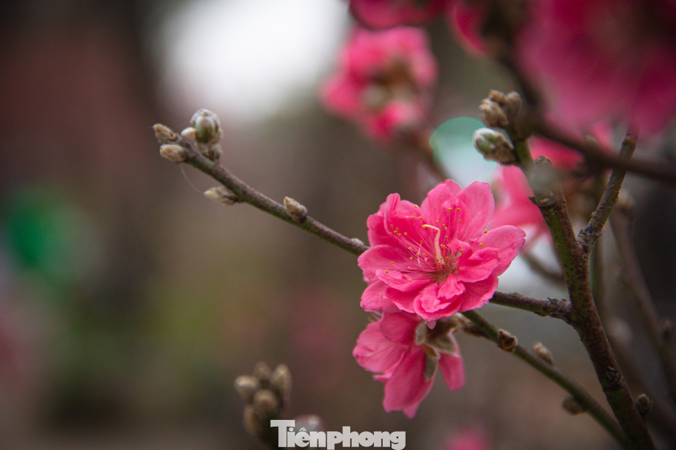 img src/upload/1-2026/images/2026-02-10/1770687255-tp-hoatet-31-width1390height927.jpg width660 /