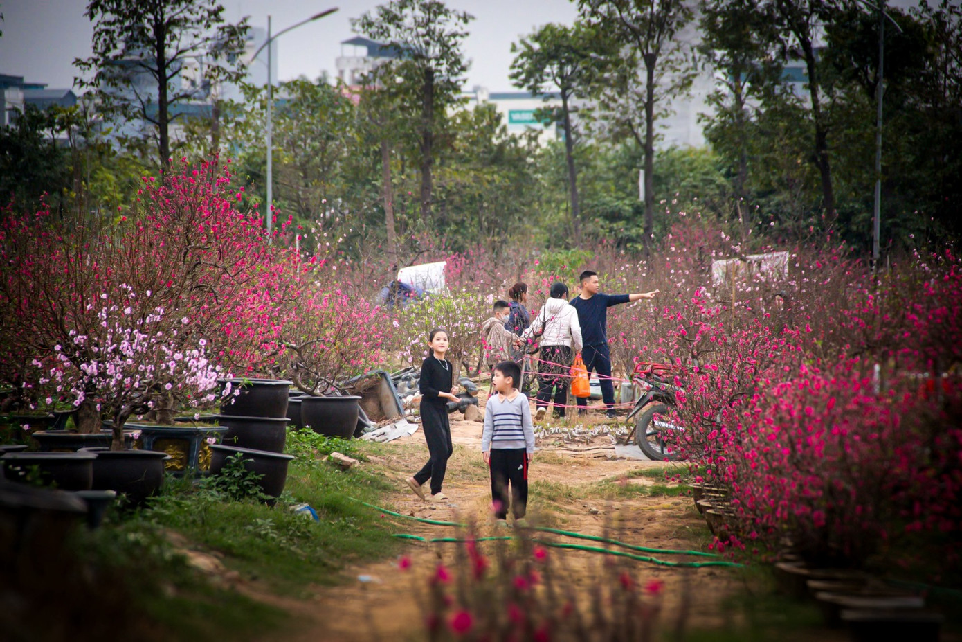 Các con đường trong làng đào La Cả trở nên đông đúc hơn thường ngày, người dân tấp nập ra vào các vườn đào chọn hoa chơi Tết.