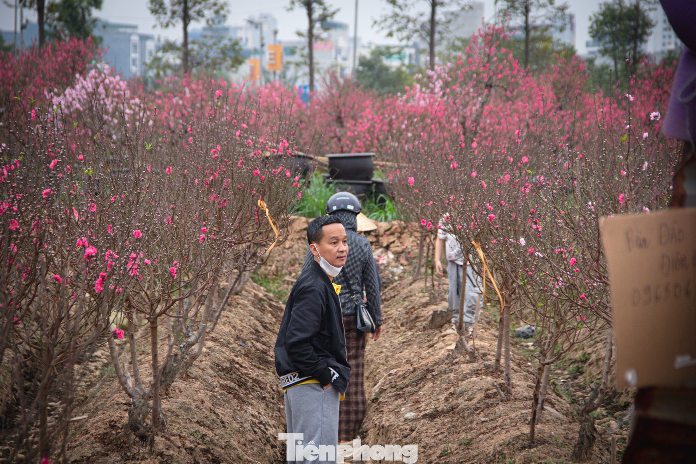 Đa số người dân Thủ đô năm nay có xu hướng lựa chọn những sản phẩm vừa túi tiền, phù hợp với không gian sinh hoạt và nhu cầu trang trí cơ bản.