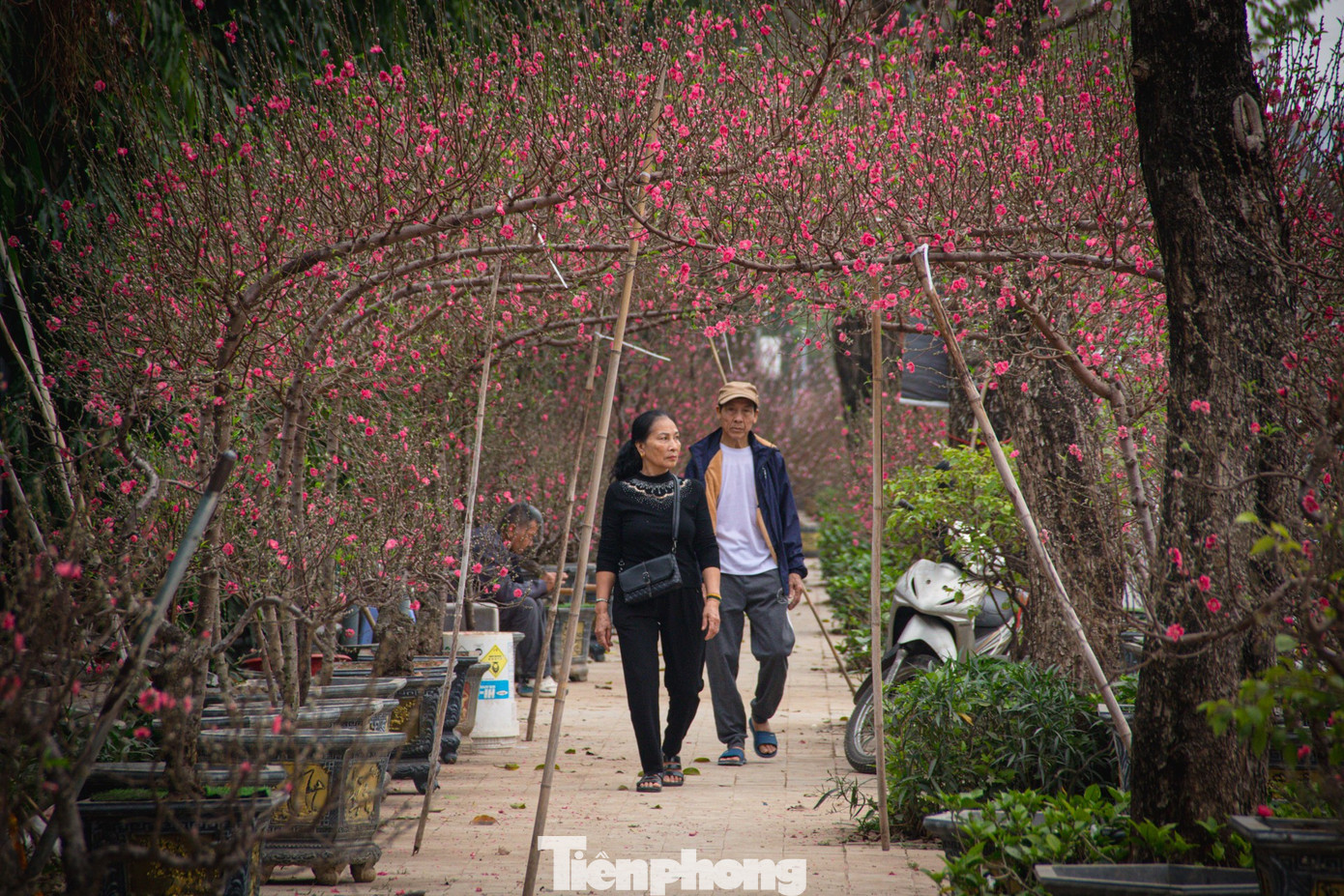 Thời tiết amp;#34;épamp;#34; đào nở sớm, nhà vườn xả hàng gỡ vốn như chiều 30 Tết - 8