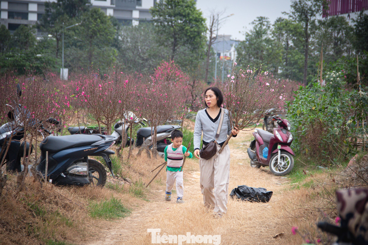 Theo dự báo, nếu thời tiết tiếp tục nắng ấm, mặt bằng giá hoa Tết tại Hà Nội có thể sẽ còn giảm sâu trong những ngày tới, đặt ra bài toán kinh tế đầy thách thức cho các tiểu thương Thủ đô.