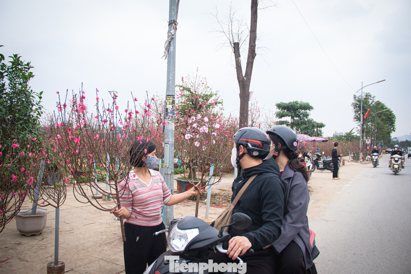 Giá đào năm nay ghi nhận mức dao động lớn tùy thuộc vào chủng loại và kích thước. Các cành đào nhỏ, phù hợp cắm lọ để bàn có mức giá khá bình dân, chỉ từ 50.000 đồng/cành.
