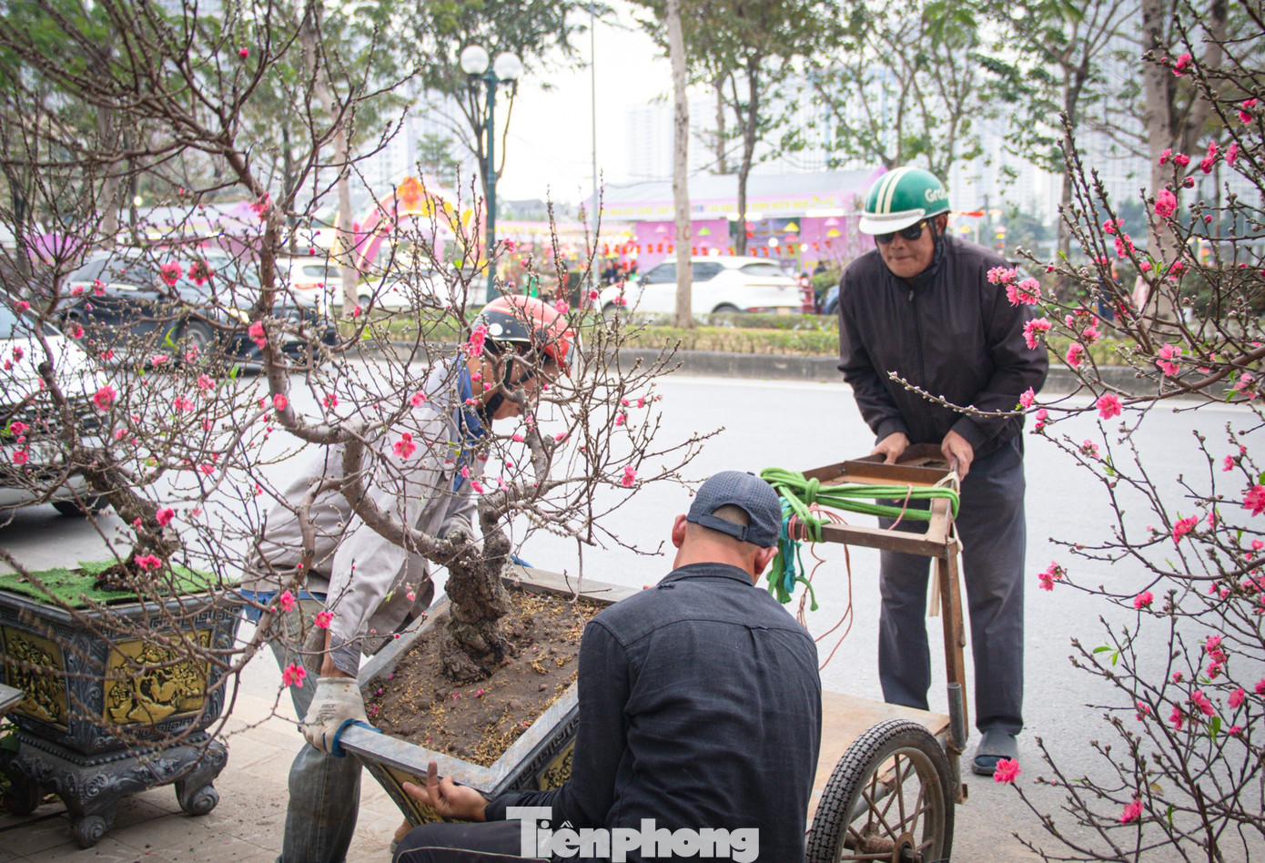 Trong khi đó, các dòng sản phẩm được ưa chuộng hơn như đào huyền hoặc cây đào đánh bầu nhỏ có mức giá dao động từ 700.000 đồng đến 2 triệu đồng mỗi sản phẩm. Mức giá này được đánh giá là ổn định, giúp người dân dễ dàng lựa chọn theo nhu cầu và túi tiền.
