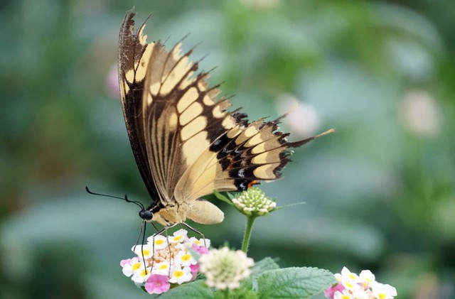 Thành công của người có ngày sinh Âm lịch kết thúc bằng số 3 không đến từ may mắn nhất thời, mà chủ yếu nhờ sự chăm chỉ và ý chí không dễ lung lay. Ảnh minh họa